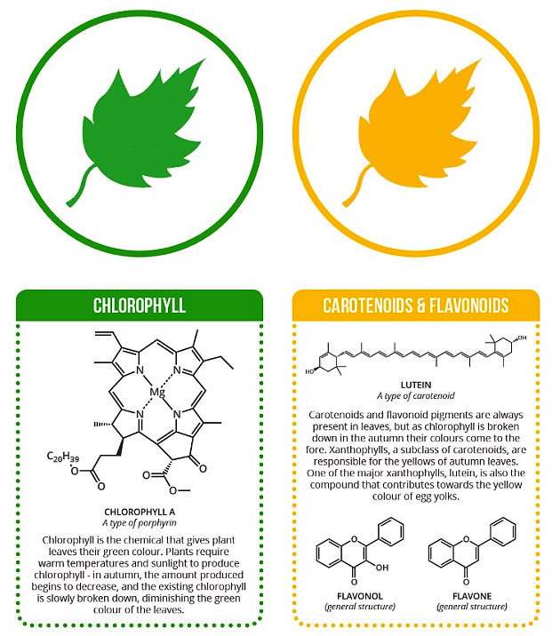 Chlorophylls and Carotenoids