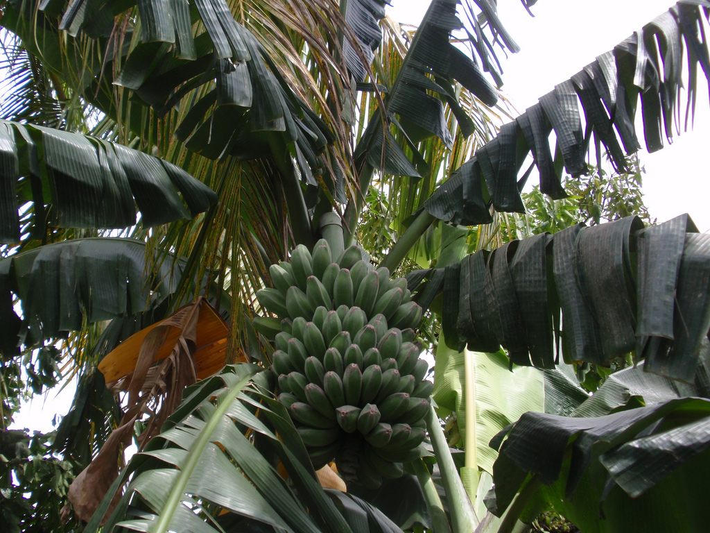 bibit pohon pisang kepok asli super unggul Maluku Utara