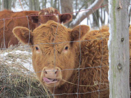 cow with tongue out