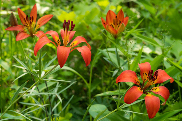 Лилия филадельфийская (Lilium philadelphicum)