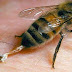 Ataque de abelhas termina em uma morte e feridos em Marialva 