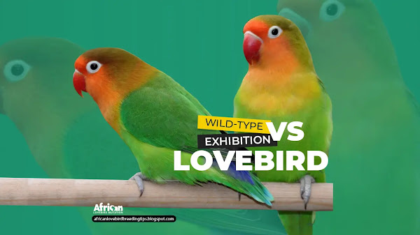 Green Wild Type vs Green Show Lovebirds