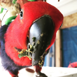 Eclectus eating Chop