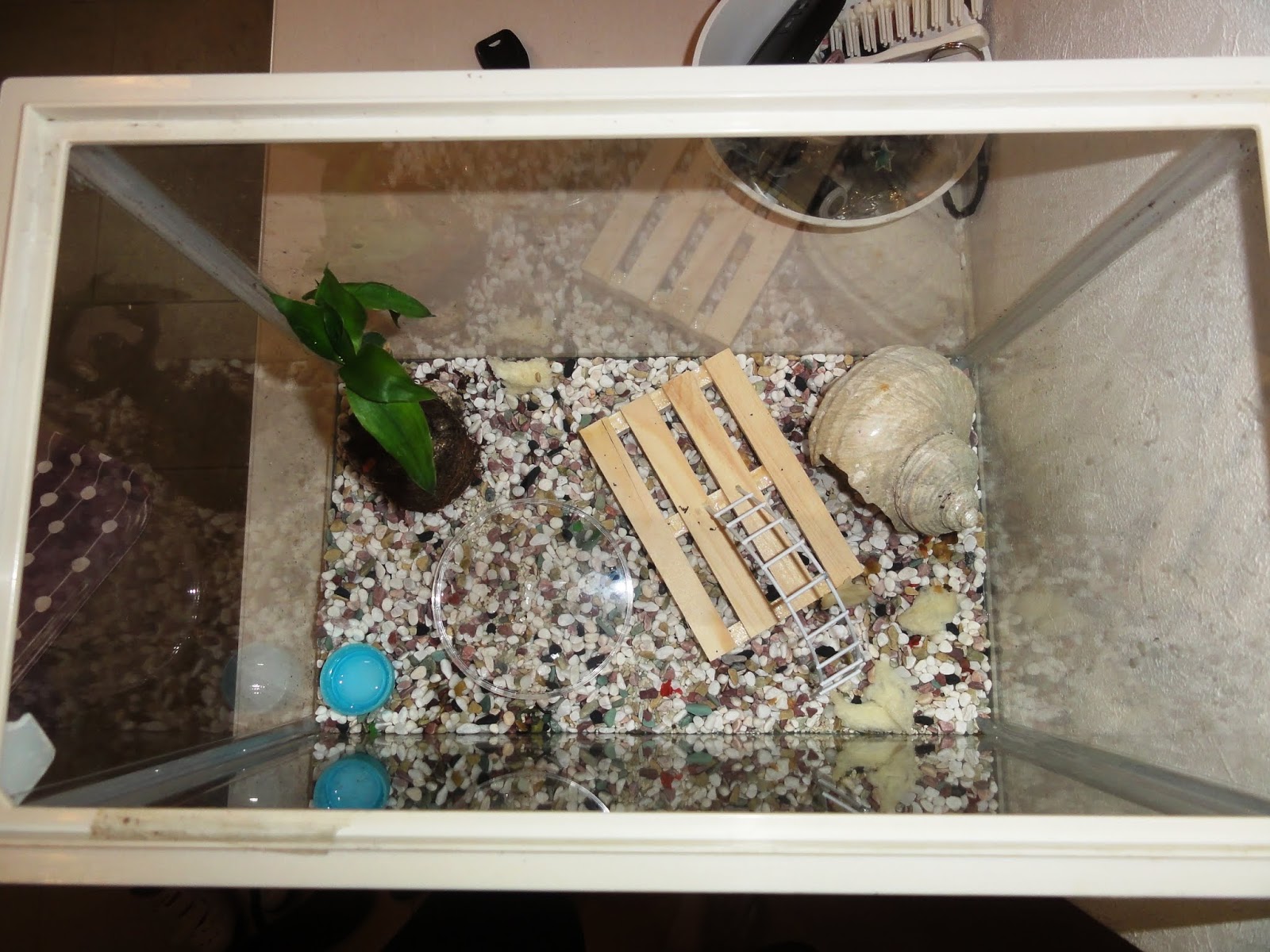 オカヤドカリ育成日記 宿替えで成長 3年目を迎えました モニオの部屋
