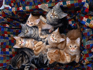 colorful-cats-pretty