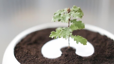 Al morir, convierte tus cenizas en un árbol