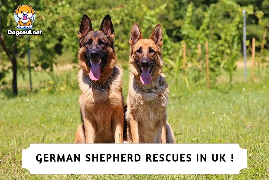 Best German Shepherd Rescues in UK