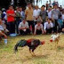 Samkwang Dan Sabung Ayam Aman Di Medan Utara