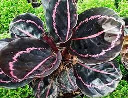 calathea black lipstick