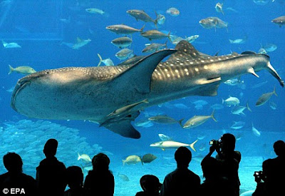 The fish tank that's so big it can hold FOUR whale sharks 01