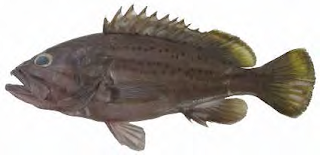 Dotted Grouper atau kerapu kerong kerong berasosiasi di dasar bersubtrak lunak dan berbatu kisaran kedalaman 70-290 m. Tersebar di kawasan Indo–Pasifik Barat.