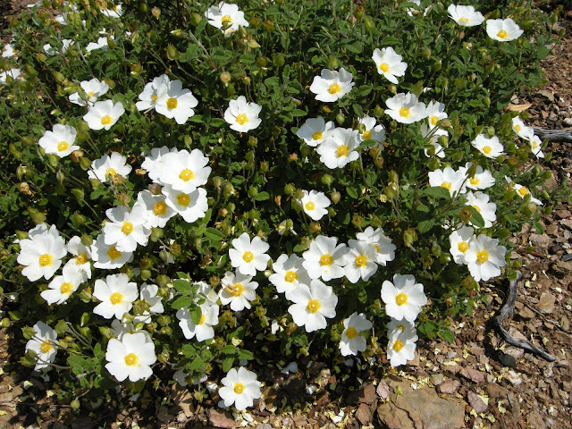 Cistus salviifolius