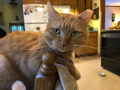 orange cat on kitchen chair