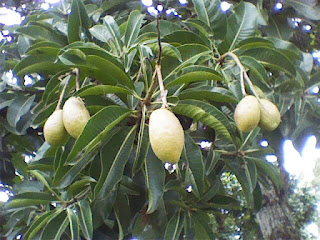 buah binjai seperti buah kemang