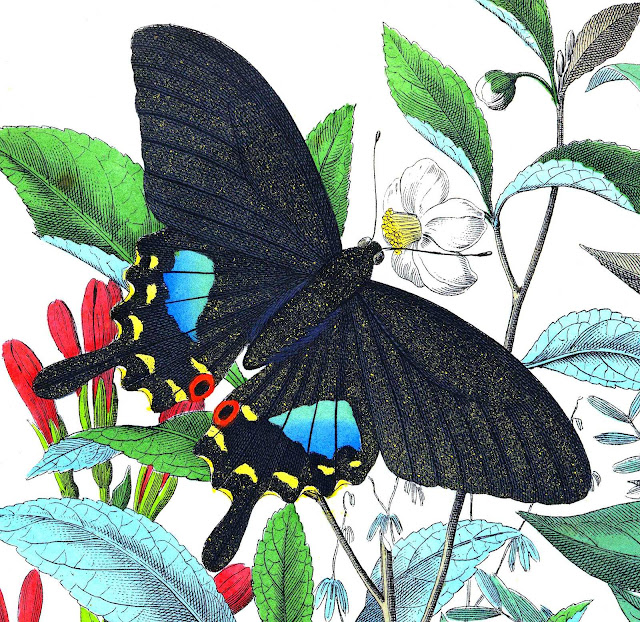 Peter Kolb 1800s color illustration of a black butterfly