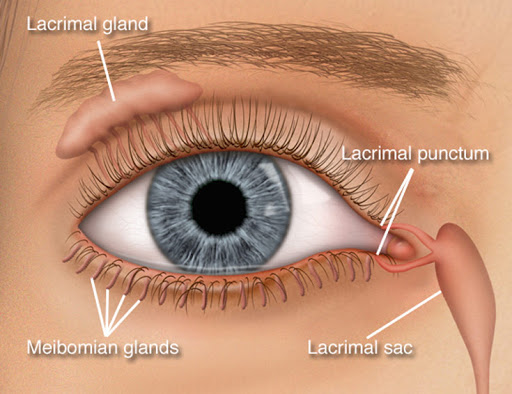نِراسِي ۔ اَڻِي Lacrimal punctum 💎اصغر ساگر💎