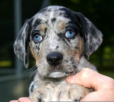 Sometimes the Catahoula leopard dog is called a "hound," but it is not