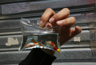 Parah, Ikan Masih Hidup Dijadikan Gantungan Kunci [ www.BlogApaAja.com ]
