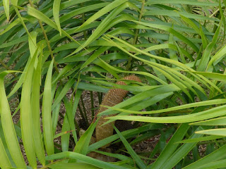 Zamia loddigesii - Zamia de Loddiges