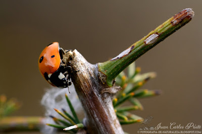 Coccinella Septempunctata - Conchita de siete puntos (fotografia-de-naturaleza.blogspot.com)