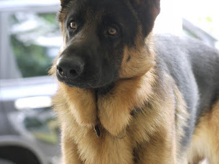 German Shepherd