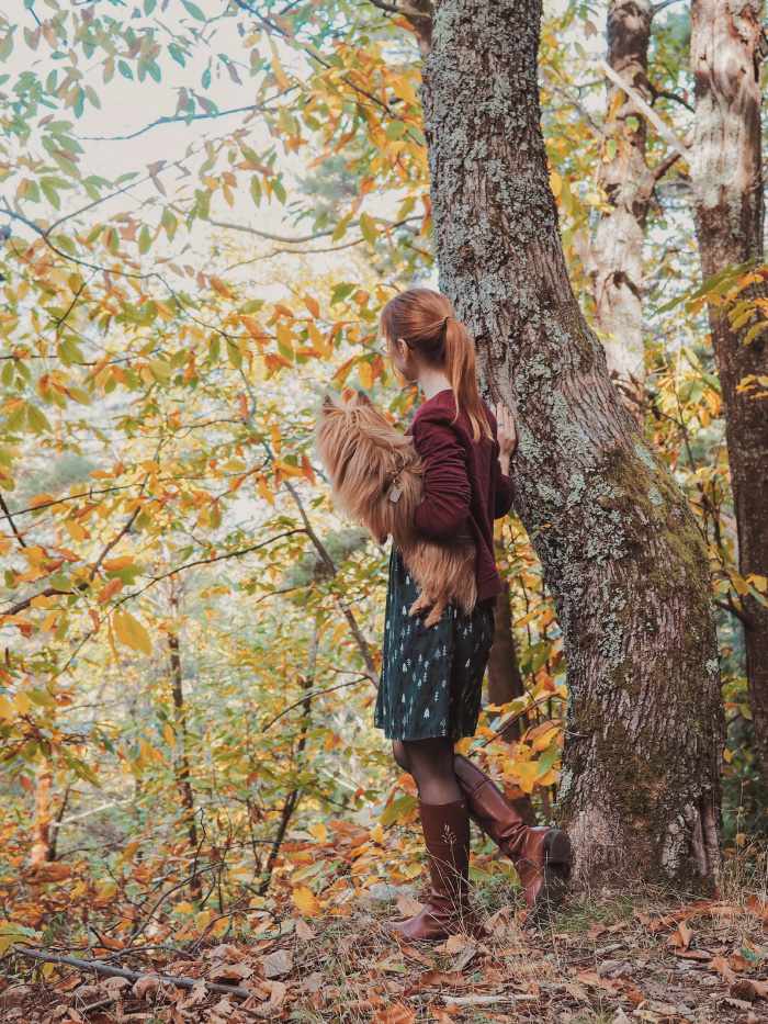 Promenade en forêt à l'automne