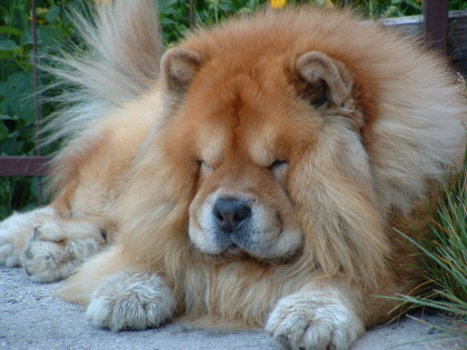 Chow Chow Puppies on The Dog In World  Chow Chow Dogs