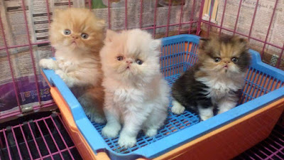 jual anak kucing persia peaknose di bandung