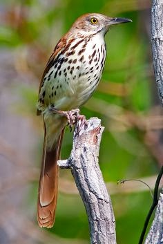 brown thrasher song