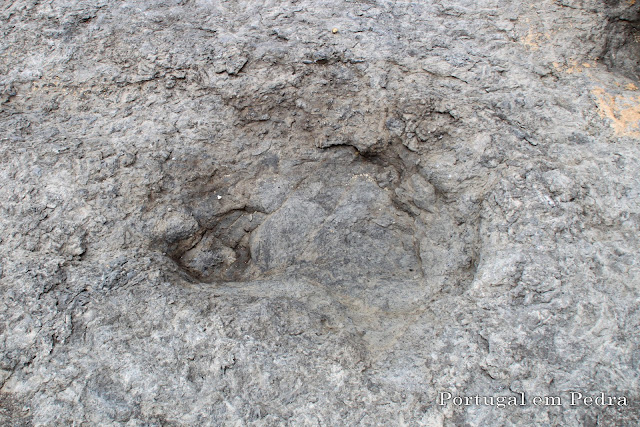 sauropod track