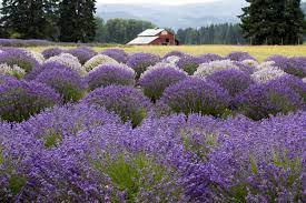 Lavender  crops, most profitable crops