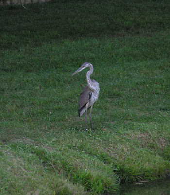 Blue Heron