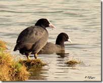 136 Common Coot ( Tikdi )