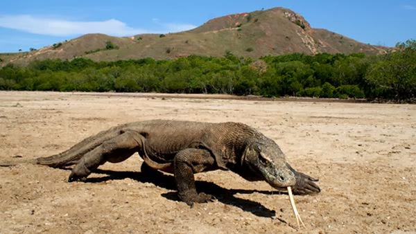 Taman Nasional Komodo, Nusa Tenggara Timur