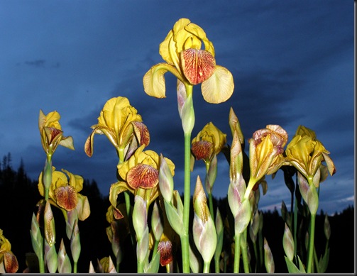 My Flowers with Flash