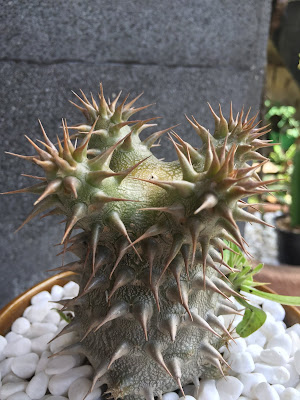 Pachypodium, "Kamboja Purba" yang Berduri