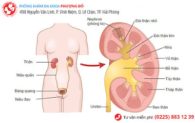 Viêm đường tiết niệu là bệnh gì