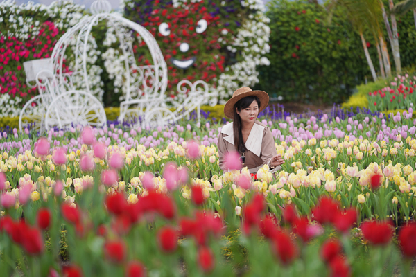 台中后里中社花市鬱金香和百合花爭奇鬥艷，各色花海美翻天超欠拍