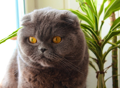 Cute Images of Brown Scottish fold cat