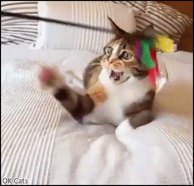 Funny Cat GIF • ALMOST! Playful cat trying to catch his toy. 'You fail, Kitty!' [ok-cats.com]