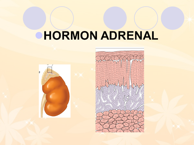 Hormon Adrenal