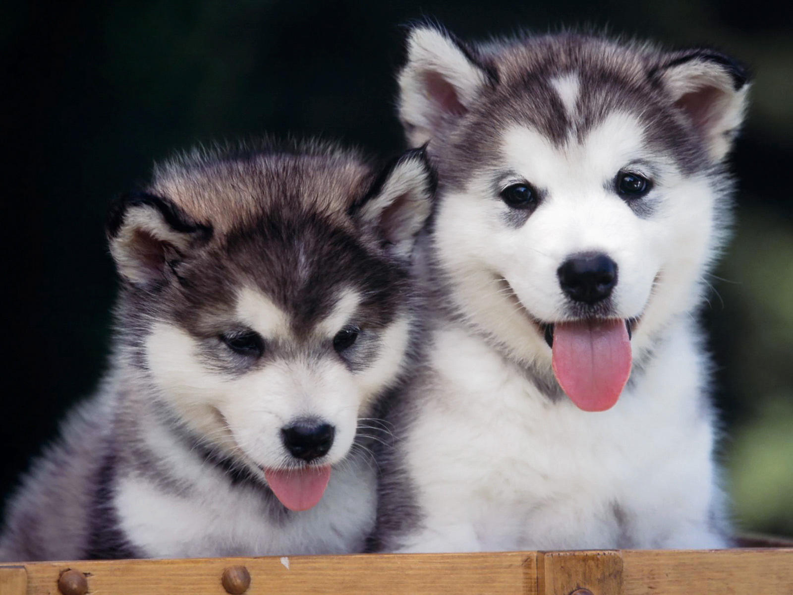 Siberian Huskies Puppies Wallpaper--View in full screen