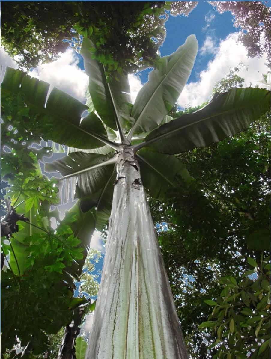 Alam Mengembang Jadi Guru: Musa Ingens - Pohon Pisang 