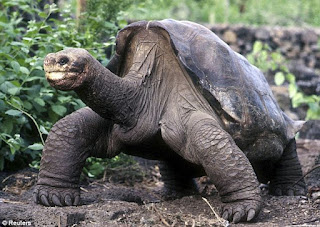 Lonesome George