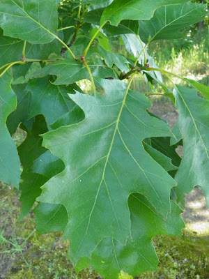 Red Oak Leaf 4