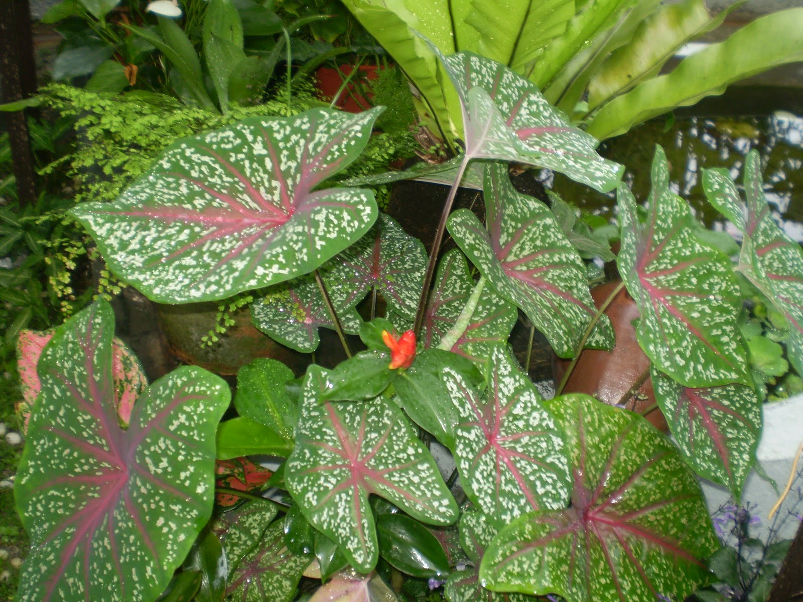 GO RIGHT IN....MY GARDEN: Caladiums (Keladi)