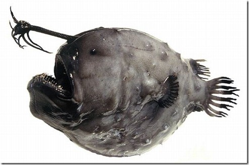 strange_fishes_found_off_greenland_03