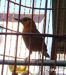 Foto Gambar Burung Anis Merah Bakalan Ring Bali