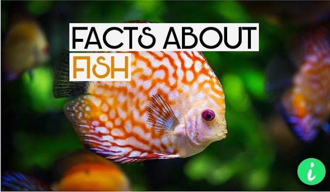 15 Mind-Blowing Facts About Fish | Fish Facts - InfoHifi