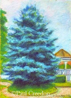 blue spruce